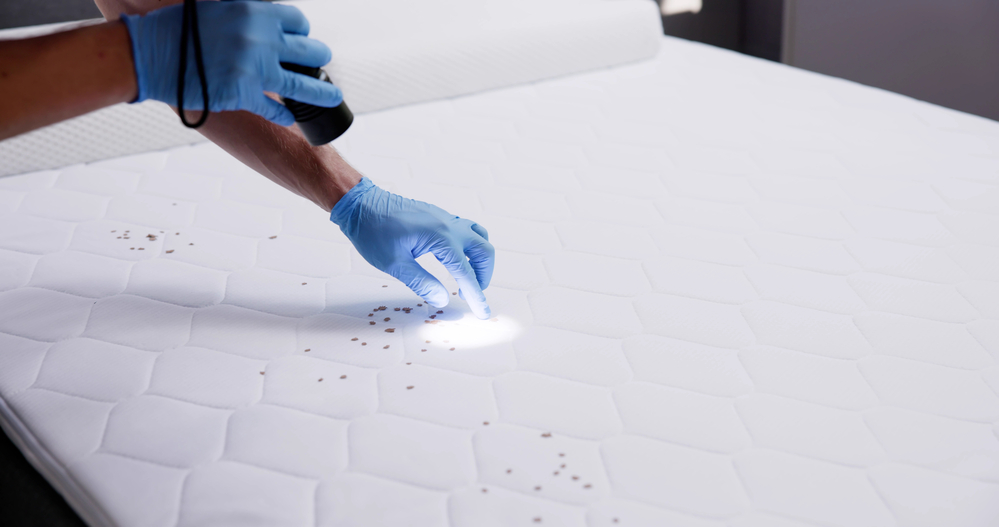 Bed Bug Infestation And Treatment Service