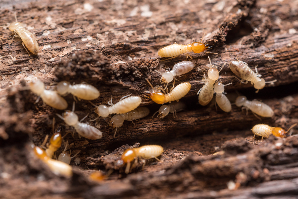 Close up termites or white ants in Weatherford