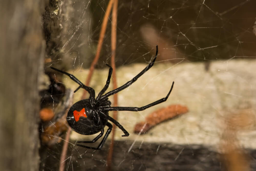 Black Widow Spider in Weatherford
