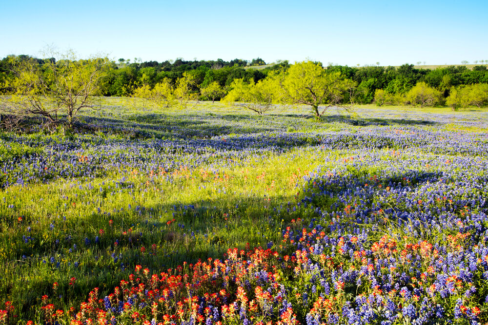 Spring Pests in Parker County