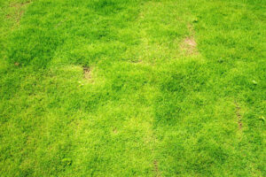 Healty Weatherford Lawn