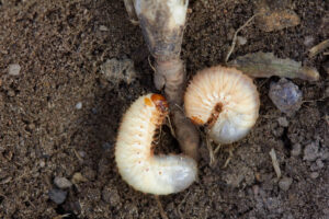 Pest Control Grub Worm