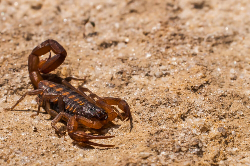 Striped Bark Scorpion in Weatherford