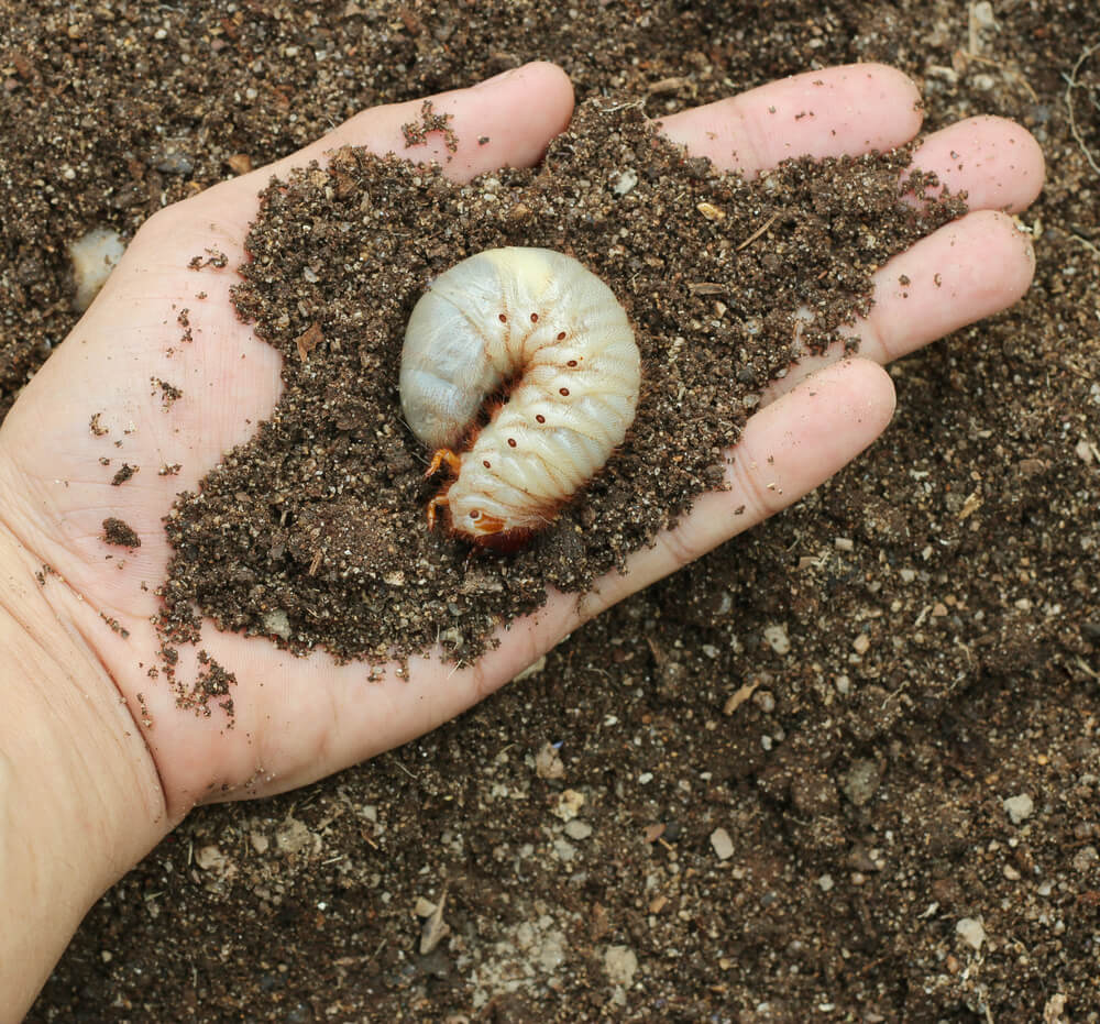 Weatherford Grub Worm