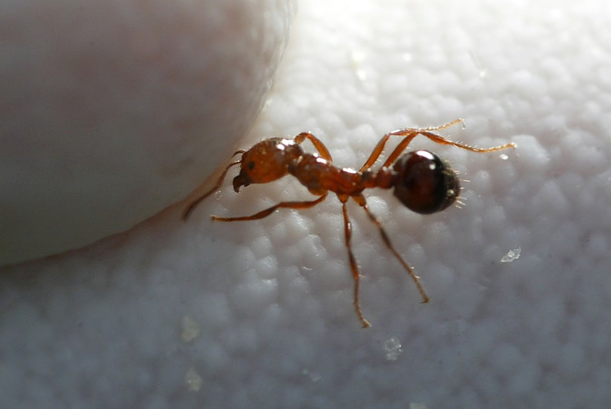 fire ant treatment Weatherford